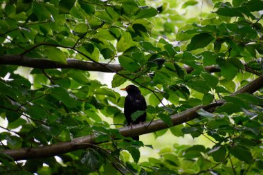 Ağaç dalındaki siyah karga