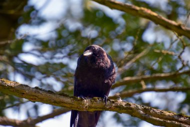 Ağaç dalındaki siyah karga