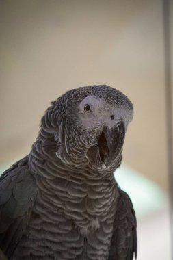 gri papağan portresi