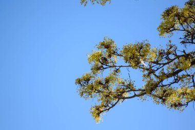 Ağaç dalları doğa