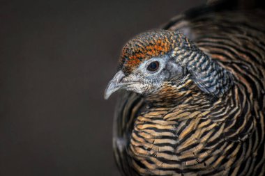 Sıradan bir sülünün portresi