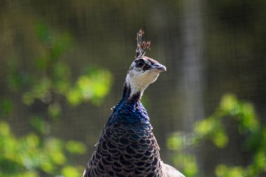 Bir güzel tavuskuşu portre