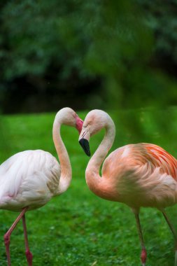 İki flamingo yeşil çimlerin üzerinde dinleniyor.