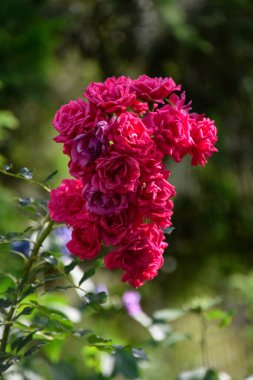 Yeşillik ve kırmızı güllerin dikey çekimi