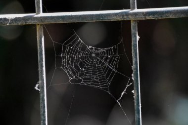 Bir örümcek ağı. Yakından.