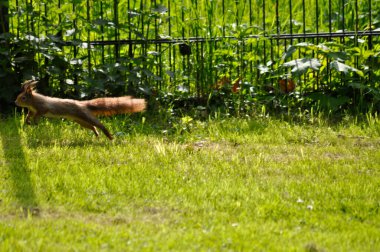 Resmin dışına koşan bir sincap.