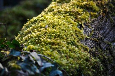 Bir ağaç gövde üzerinde yosun