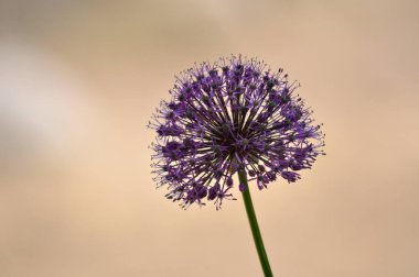 Dev soğan mı yoksa dev pırasa mı? Yaklaş.