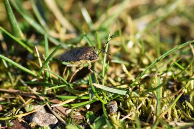 Çimlerde bir böcek