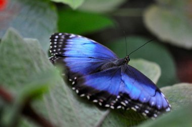 Mavi kelebek yakın çekim