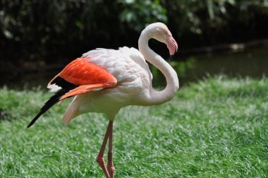 Hayvanat bahçesinde pembe flamingo