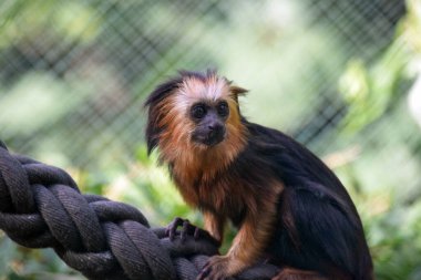 Altın başlı aslan tamarin. Yakın plan.