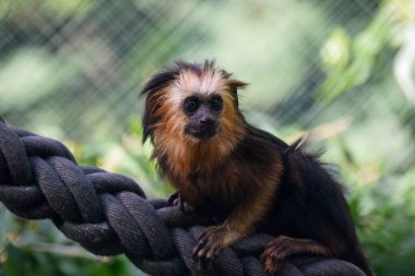 Altın başlı aslan tamarin. Yakın plan.