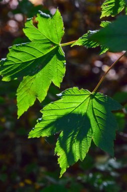 Güneş yaprakların üzerinde parlıyor