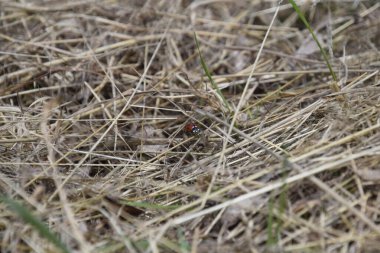 Kuru çimenlere yakın çekim.