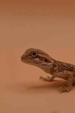 Bebek sakallı ejderha yakın plan