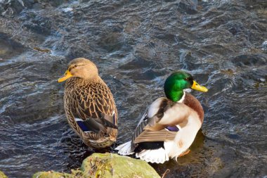 Gölde iki ördek