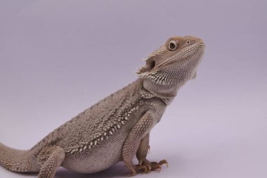 Beyaz Sakallı Ejderha Yakın plan