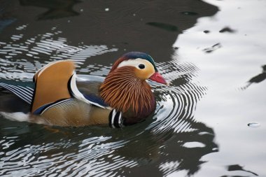 Suda yüzen mandalina ördeği