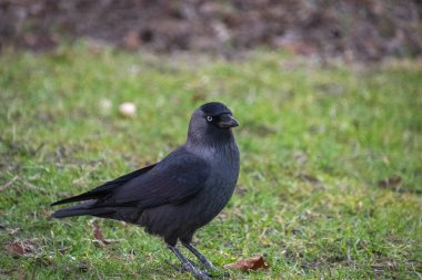 Yeşil çimlerin üzerinde bir karga
