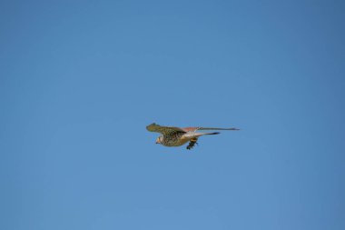 Mavi gökyüzünde uçan bir şahin