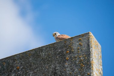 Taş duvarda oturan bir kerkenez.