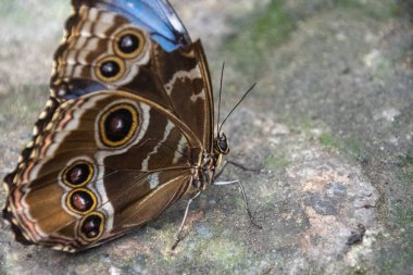 Bir morpho kelebeğine yaklaş