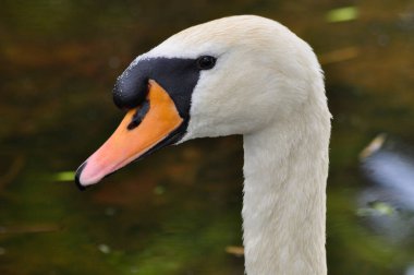 baş beyaz bir kuğu