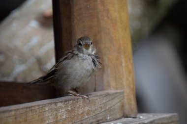 Tahta bir çitteki serçe.