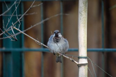 Ölü Deniz Serçesi 
