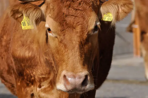 Genç bir inek portresi