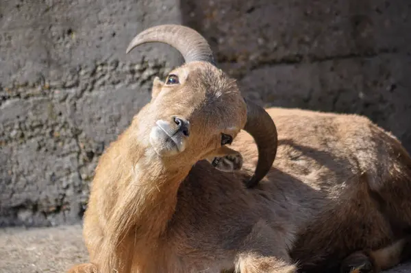 Barbar bir koyunun yakın çekimi.