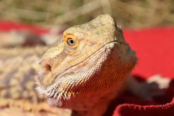 Sakallı bir ejderhanın yakın çekimi.