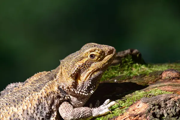 Tahtadaki Sakallı Ejderha 'nın yakın çekimi.