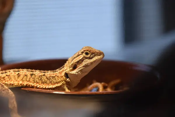 Sakallı ejderha Isınan lambanın altında