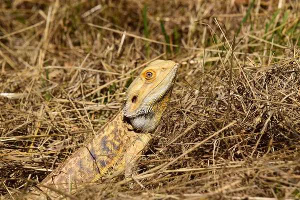 Dışarıda Sakallı Ejder var.