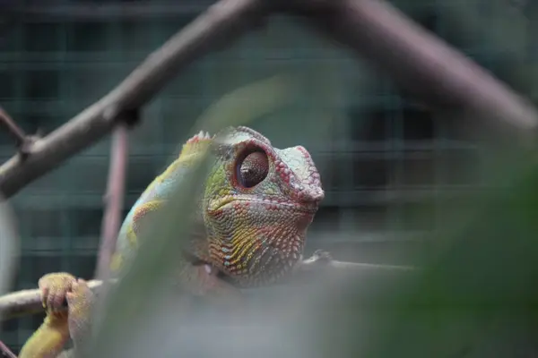 Bir bukalemunun yakın plan fotoğrafı.