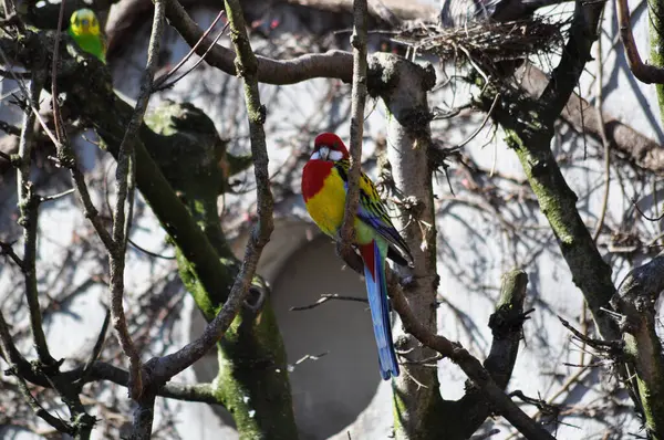 Bir ağaç dalına tünemiş renkli bir muhabbet kuşunun yakın çekimi.