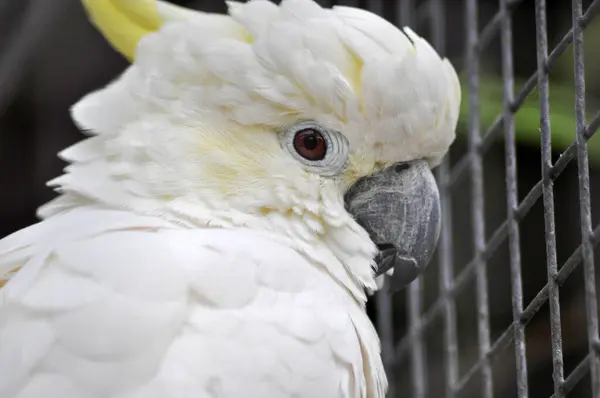 Beyaz kakadu yakın çekim
