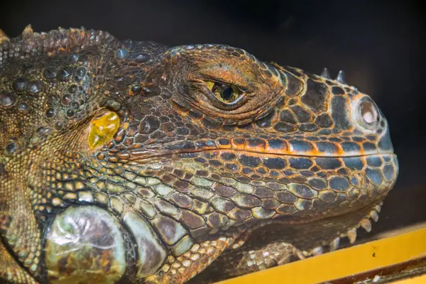 Teraryumdaki bir iguananın portresi