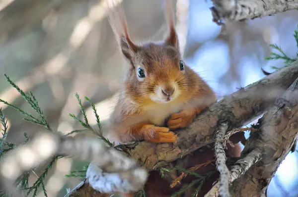 Ağaçta oturan bir sincabın portresi