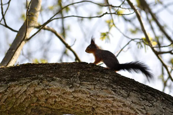 Ormandaki ağaçtaki sincap