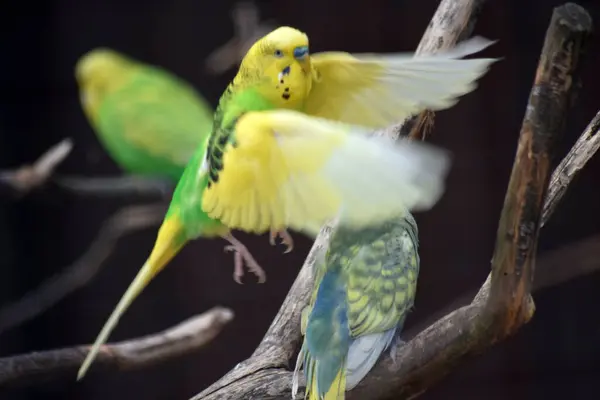 Bir Budgerigar 'ın yakın çekimi.