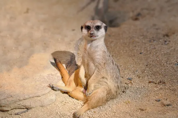 Afrikalı bir mirkete yaklaş.
