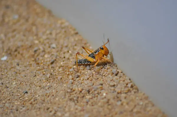 Ölü bir böceğin yakın plan fotoğrafı.