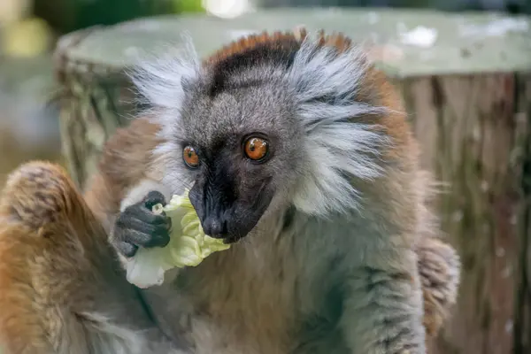 Lemuriformes yakın mesafeden yiyor
