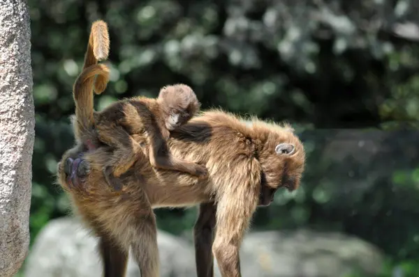 Bir Gelada ailesi yakın plan.