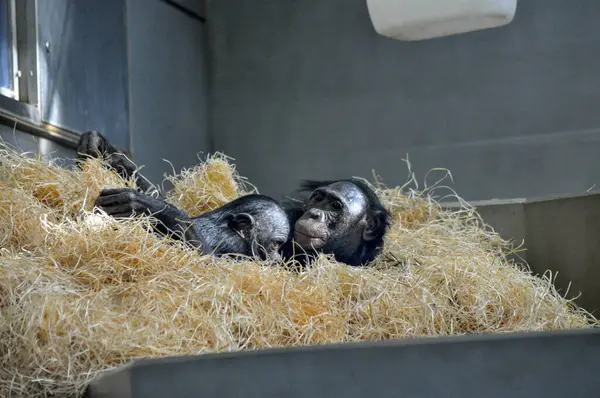 Hayvanat bahçesindeki şempanze.