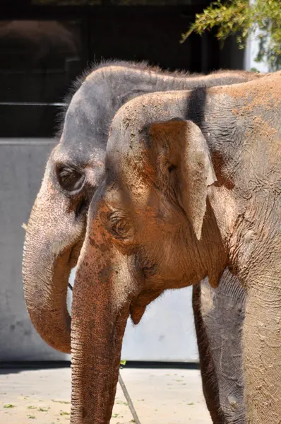 Hayvanat bahçesindeki filler