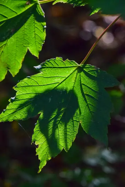 Güneş yaprakların üzerinde parlıyor